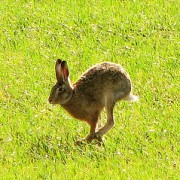 La lepre italica: conoscere questo animale e le sue abitudini